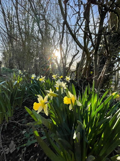 Sedgwick daffodills